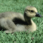 Cute Baby Cygnet