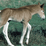 Cute Baby Foal